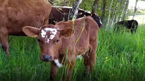 Очаровательные телята кушают и бегают рядом с мамами