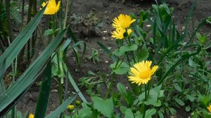 . ЦВЕТЫ -=- ЦВЕТОЧКИ