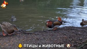 Видео про животных и птиц для души (96)