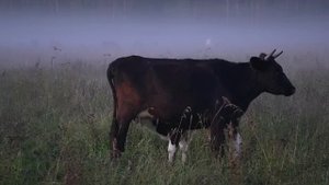 Как теленок пьет молоко.