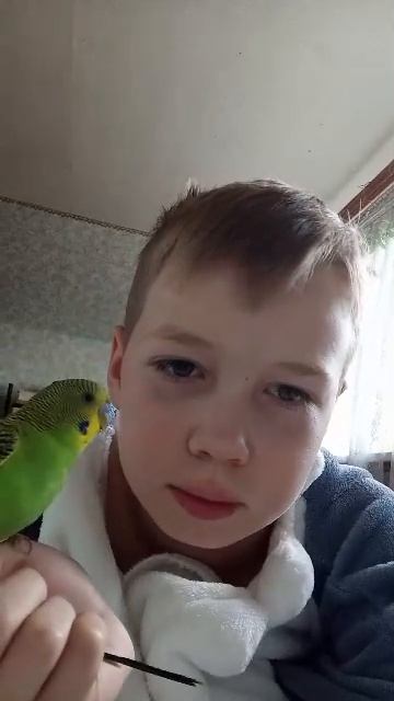 обзор на попугайчика смотреть онлайн