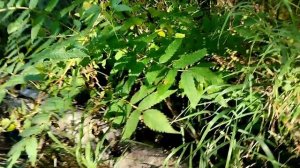 2025 Сентябрьская Прогулка По Красивой Речке И Живописным Местам