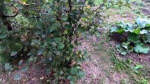 Боярышник порадовал первыми ягодками