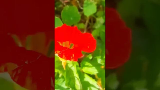 30 августа 2025 г. #nature  #shorts_video #лето #flowers
