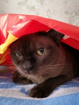 ВСЕМ ПР ЭТО МИЛКА/ милка off.