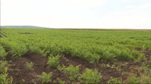 В Прибайкалье приступили к уборке овощей открытого грунта