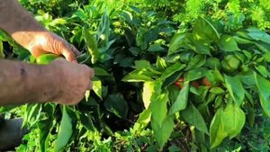 🎃Осенний урожай, сообираю перец