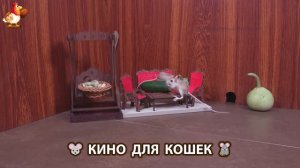 Видео для кошек про крысок развлекать питомцев 🐭🐀😂 (306)