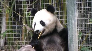 Избалованные панды! (в HD)