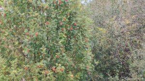 Осенняя природа в деревне, деревенская жизнь