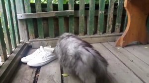 Макс на даче на веранде Июнь 2020