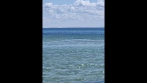 Крым, дельфины 🐬 на пляже