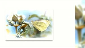 Plu-Ton  - Tears From Sun