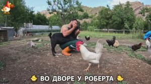 Содержание кур в домашних условиях и других птиц во дворе у Роберта 🐣🐤🦆🐔🪿🦃 (208)