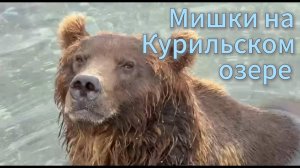 Мишки на Курильском озере