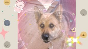 1000033898.mp4 (Собака наблюдает за устройством откосов у оконных проёмов в доме А-фрейм)