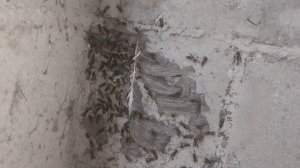 Осы строят себе многоэтажное жилище :)