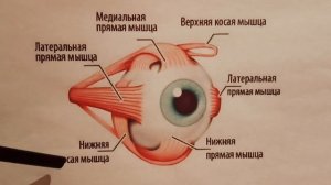 Глазодвигательный аппарат и его иннервация _ Мышцы глаза и их иннервация _ Наружные мышцы глаза