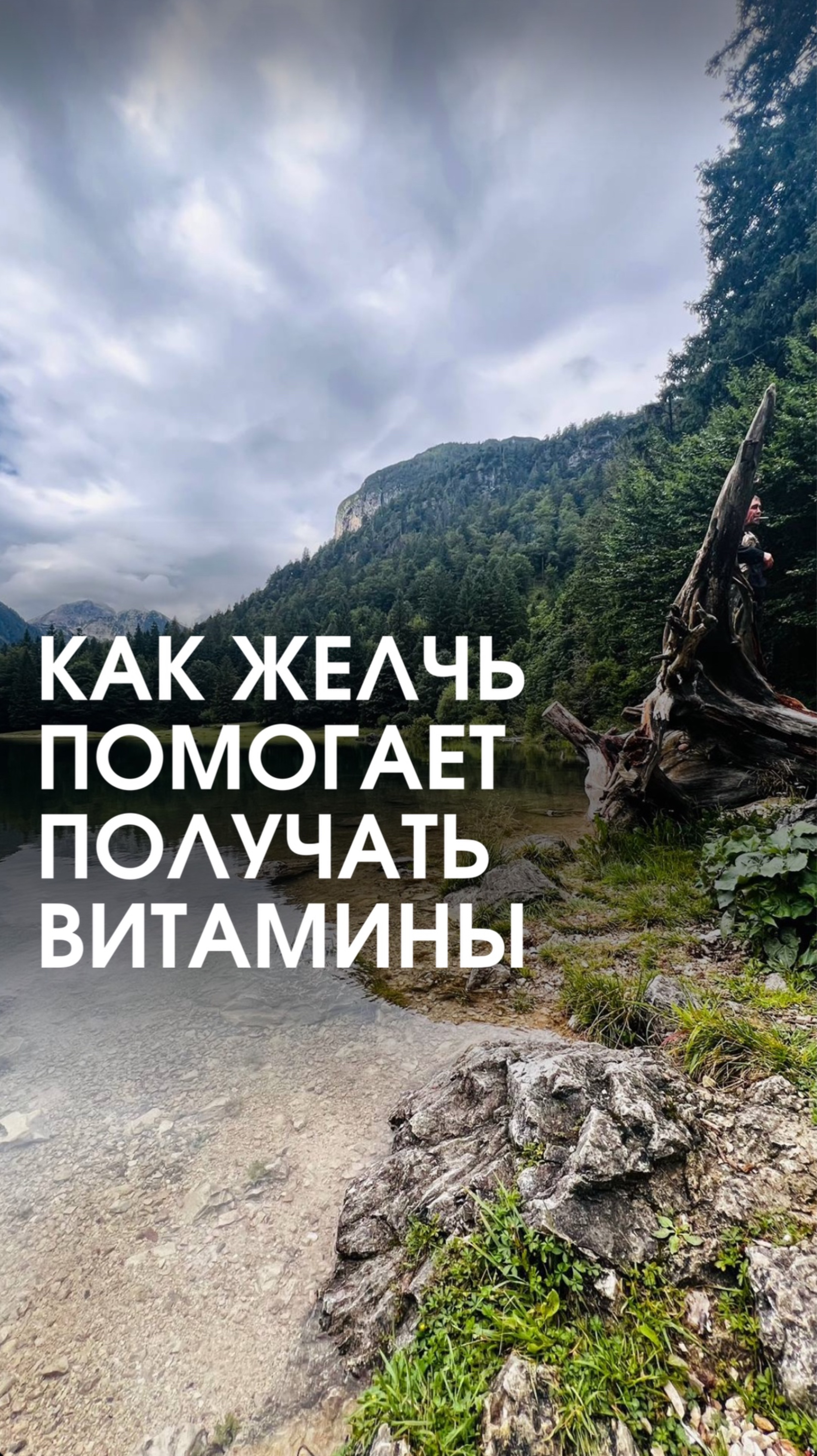 КАК желчь помогает усваивать витамины смотреть онлайн