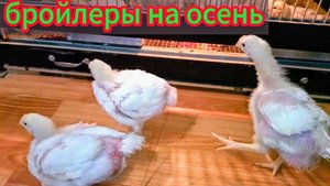 Почему разный размер у "Русских Бройлеров"🤔бройлеры в квартире гуляют