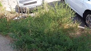 Кисловодск. Мусор и амброзия на ул. Марцинкевича. 5.09.2025 г.