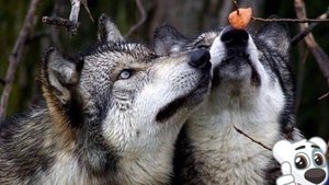 первые рыжики 2025 г...#рыжики_2025г#грибы#первые_грибы#