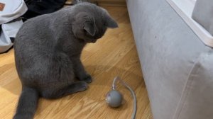 Смотрите какая прикольная штука, мне подарили серую автомышку с длинным хвостиком! мне она очень по.