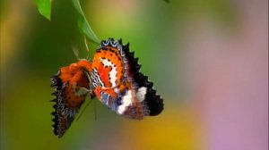 (HD 720p) Autumn Rose by Ernesto Cortazar