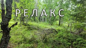 Релакс под пение птиц в лесу