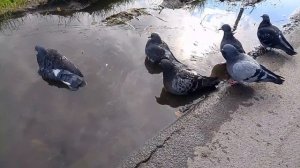 А осень сияет красками