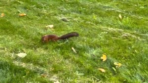 С.Р.В_Белка-2_07-09-2025