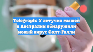 Telegraph: У летучих мышей в Австралии обнаружили новый вирус Солт-Галли