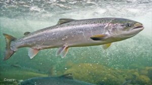 Какие полезные свойства у мяса Атлантического лосося, Сёмги (Atlantic salmon) — Salmo salar ?