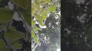 ограбление цветов Челлендж.mp4