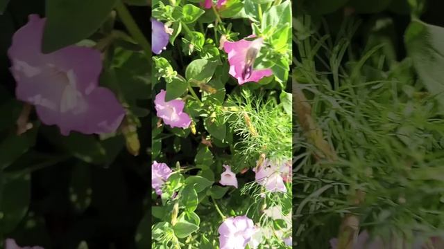 утренняя прогулка с реборном Евой первая часть