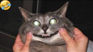 Смешные видео с кошками и собаками (Подборка №52)