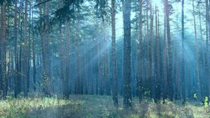 Футаж. Летний пейзаж 30