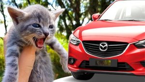 Когда уйдёт любимый кот - https://stihi.ru/2022/02/20/3369