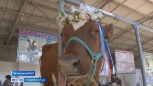 На Ставрополье масштабно отметили День урожая