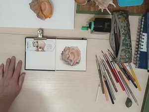 Ракушка цветными карандашами. Зарисовка с натуры
