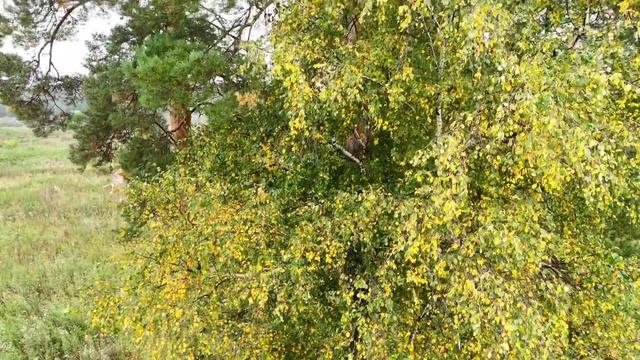 Продается 38 гектар земли в деревне Беляево смотреть онлайн