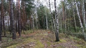 Боровые белые/часть 2/завалил грибами