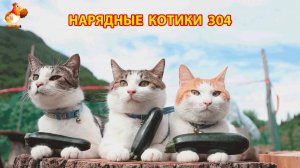Нарядные Котики расслабляются на солнышке 🌞 🐈🐈🐈 (304)