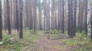 МНЕ НРАВИТСЯ С НОЖОМ В РУКАХ ГУЛЯТЬ ПО ЛЕСУ,,,