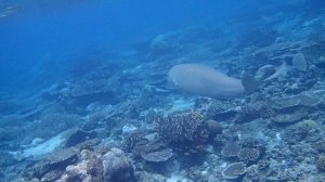 Dugong dugong. Дюгонь.