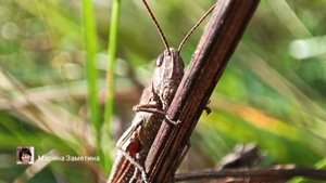 Экотерапия 28 серия.