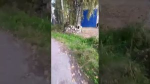 гуляю по посёлку