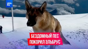 На вершину без снаряжения: как бездомный пес покорил Эльбрус