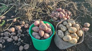 Выкопали огород картофеля в деревне 6 сентября урожай порадовал! Жизнь в селе.