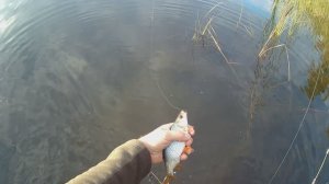 Мормышинг на городском озере!